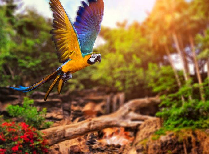 Wallpaper flying parrot, yellow, blue, Animals 953054008
